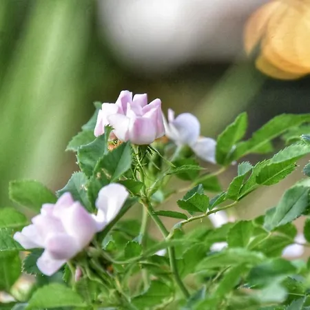 Anemomylos *
